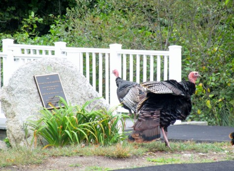 Abington turkeys cross the Samuel Hurvitz bridge after appreciating the Rotary Club plaque in his honor.