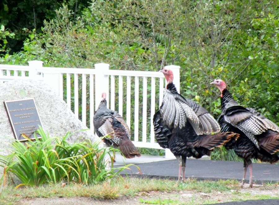 Abington+turkeys+appreciate+the+Rotary+Club+plaque+before+crossing+the+Samuel+Hurvitz+Bridge.