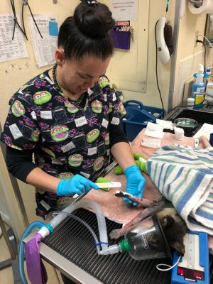 A Butte Humane Society veterinarian treating a feline patient who was burned in the Camp Fire in California