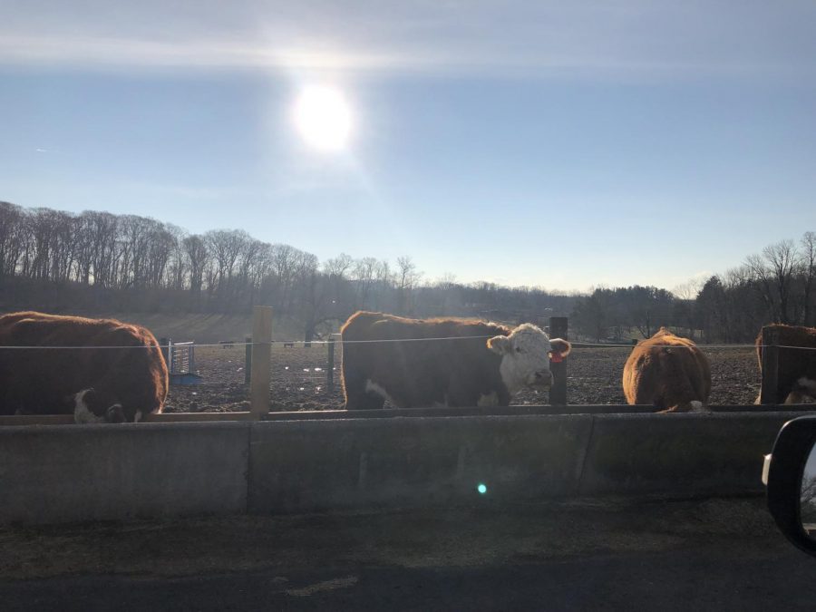 Hereford Cattle eating hay mixed with corn silage on the campus of Delaware Valley University on Friday, Jan. 25, 2019.