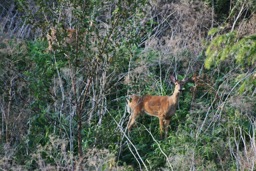A deer in the midwest region of the United States
 with chronic wasting disease. Photo taken September 4, 2019