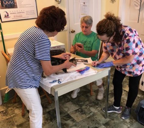 One of the kittens from Florida is being checked in by the Shelter Director Julia Fratalia (left), Kathy Bergeron (center), and Joyce Keyes (right) in 2019.