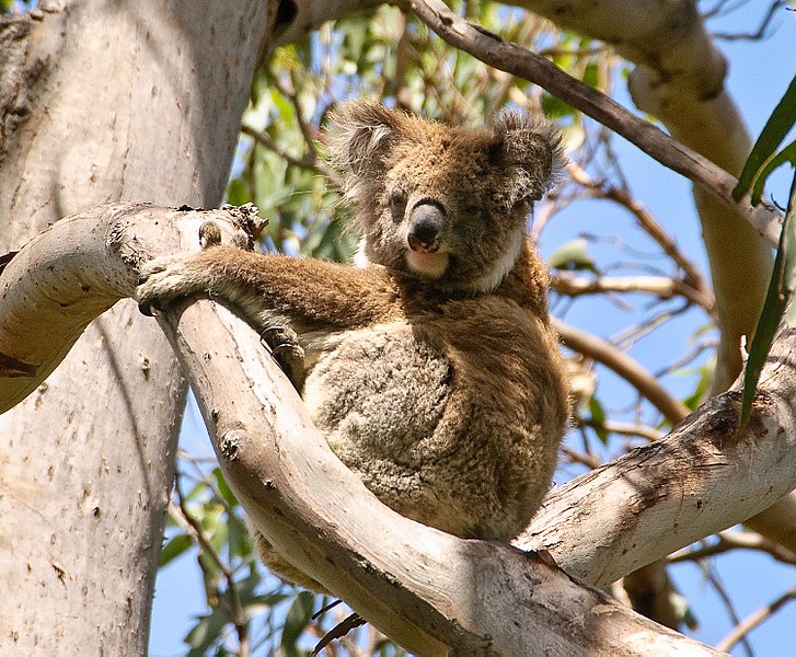 An Australian Koala hangs out in a tree on February 4, 2010. Due to the 2019-2020 bushfires which have claimed lives and destroyed over 12 million acres of land as of January 15, 2020, the koalas could become an endangered species.