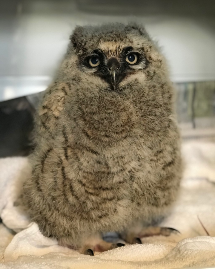 This+Great+Horned+Owl+is+one+of+the+many+wildlife+creatures+who+are+taken+care+of+at+Tufts+Wildlife+Clinic.+The+owl+spent+the+week+of+April+12%2C+2020+at+the+Clinic+in+North+Grafton%2C+Massachusetts.