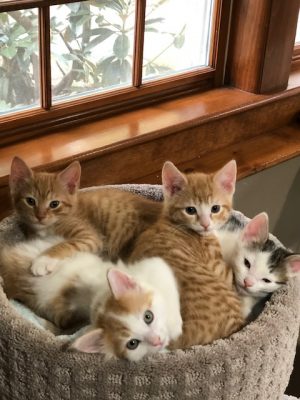 Kittens cuddling together in a cat perch, May 2020