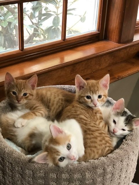 Kittens+cuddling+together+in+a+cat+perch%2C+May+2020