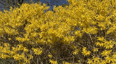 Spring has returned to New England, despite some cold snaps. Around town, colorful trees, shrubs, and bulbs are bloomiing, like this forsythia seen in North Abington on April 13, 2021.