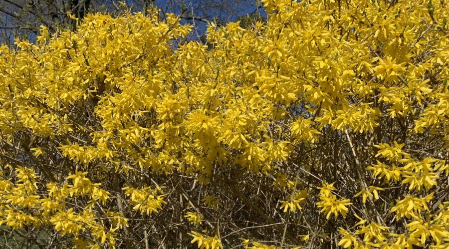 Spring+has+returned+to+New+England%2C+despite+some+cold+snaps.+Around+town%2C+colorful+trees%2C+shrubs%2C+and+bulbs+are+bloomiing%2C+like+this+forsythia+seen+in+North+Abington+on+April+13%2C+2021.